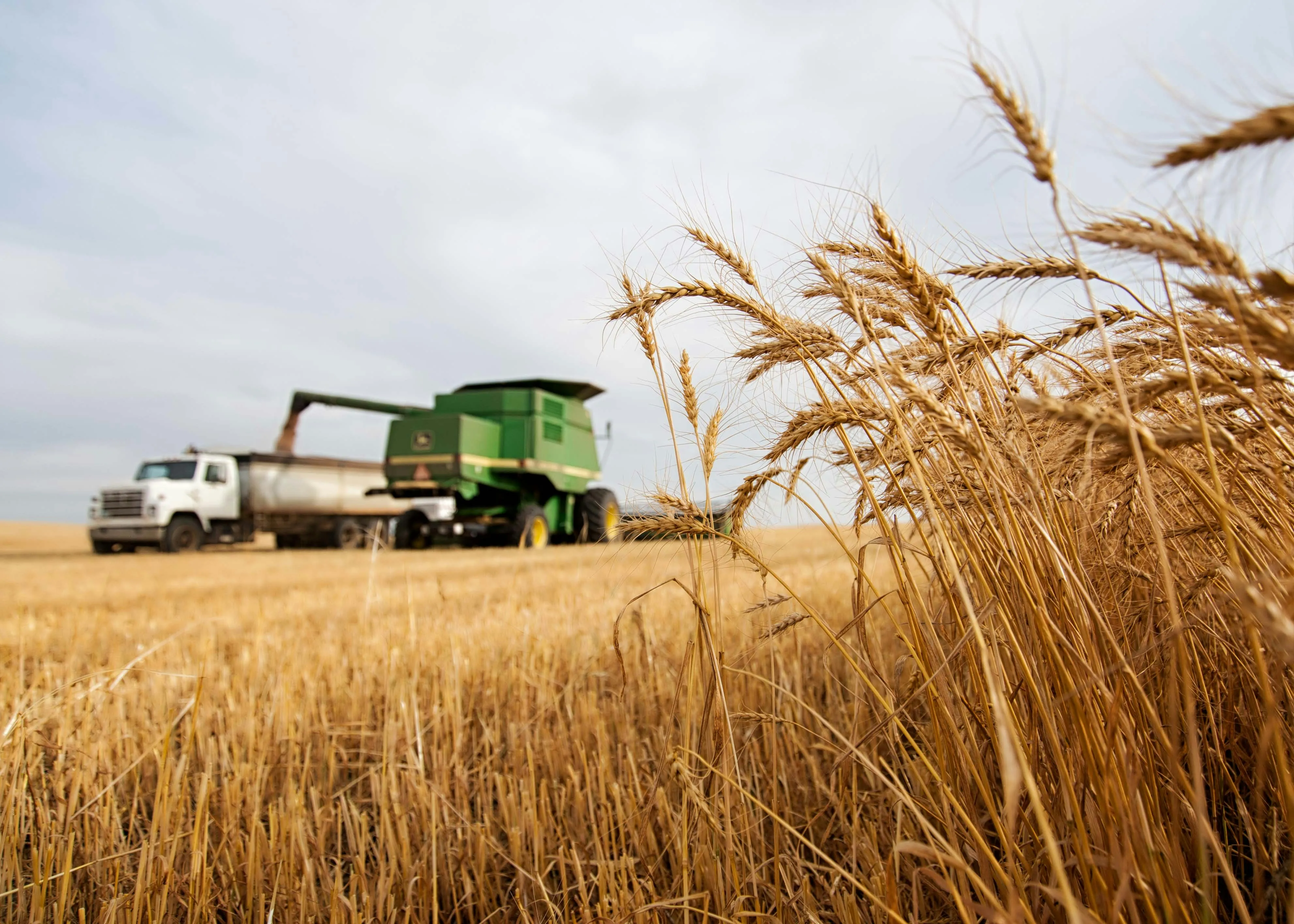 Spring wheat harvest progress dashboard with stacked weekly bar charts