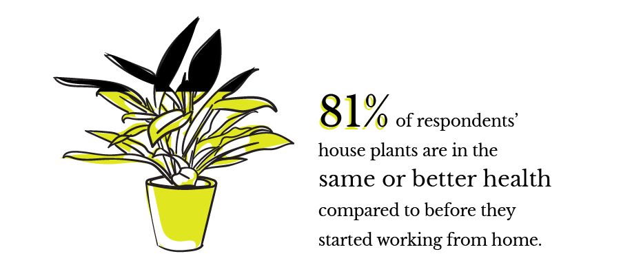 81% of respondents' house plants are in the same or better health compared to before they started working from home.